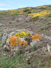 location belle ile